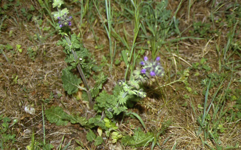 Salvia verbenaca / Savia dei campi